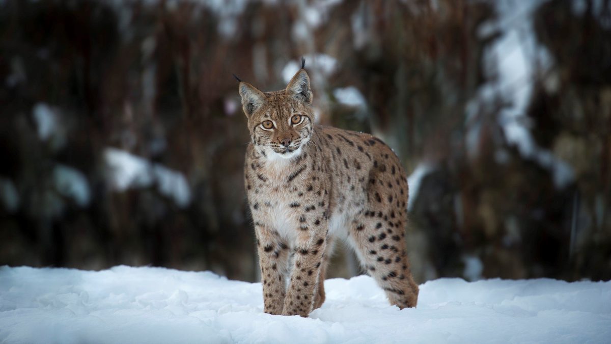 Рыс Лидский